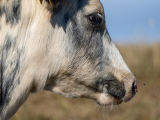 Fototapeta premium close up of a fly on a milking cows nose