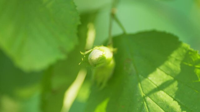 Green unripe hazelnuts or corylus avellana, on the branch on a sunny summer day. Slow motion.