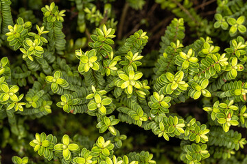 Leaves of Boxwood Hebe or Mountain Box (Hebe buxifolia)