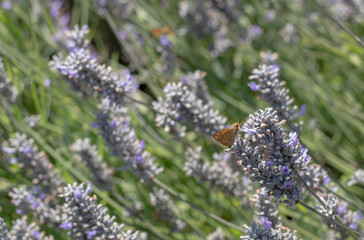 Western Branded Skipper (Hesperia colorado) in lavender flowers