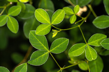 Fototapeta na wymiar Leaves of Golden Tip (Goodia lotifolia var. pubescens)