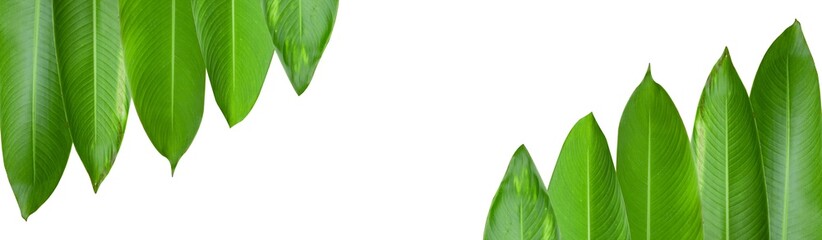 Fototapeta premium Heliconia leaves isolated with clipping paths on white background