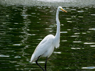 Linda Garça-branca fotografado em lago de parque. Elas podem ser encontradas em todo o Brasil. De...