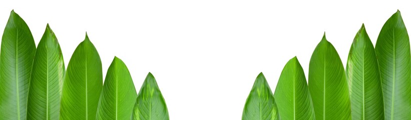 Fototapeta premium Heliconia leaves isolated with clipping paths on white background