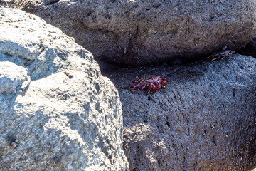 Moorish red legged crab, Grapsus adscensionis at Puerto de la Aldea in Gran Canaria in Spain
