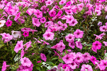 Pink flowers bloom in the city park garden