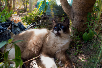 Lindo gato siamês, marrom, preto e branco com olhos azuis, deitado no quintal de propriedade em zona rural de Esmeraldas, Minas Gerais, Brasil. - obrazy, fototapety, plakaty