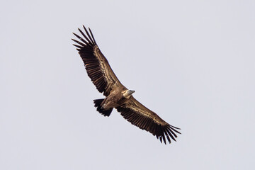 Fototapeta premium Griffon vulture, Gyps fulvus in Monfrague National Park. Extremadura, Spain