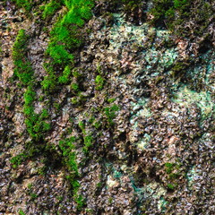 Green moss with dripping water droplets. Beautiful tropical background. Soft Focus. Close-up
