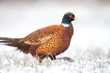 Common pheasant (Phasianus colchius) Ring-necked pheasant in natural habitat, winter time, snow