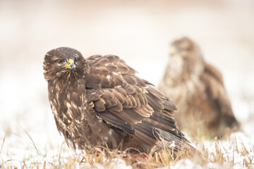Common buzzard (Buteo buteo) in flying, fighting buzzards in natural habitat, hawk bird on the ground, predatory bird close up hunting time winter frosty day with snow