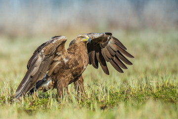 Birds of prey - Lesser Spotted Eagle (Aquila pomarina) , hunting time