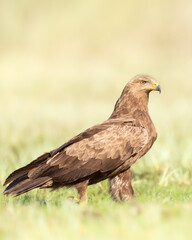 Birds of prey - Lesser Spotted Eagle (Aquila pomarina) , hunting time