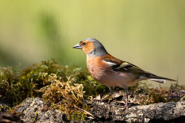 Bird chaffinch Fringilla coelebs perching on forest puddle, spring time