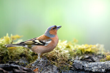 Bird chaffinch Fringilla coelebs perching on forest puddle, spring time