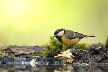 Colorful great tit ( Parus major ) drinking water on forest puddle, photographed in horizontal, summer time