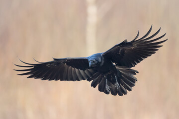 A beautiful flying raven ( Corvus corax ) North Poland Europe