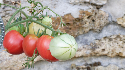 culture de tomates
