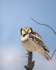 Hawk Owl Surnia ulula in Winter time, North Poland, Europe winter frosty day in buckthorn field