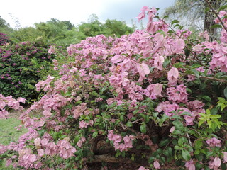 Bushes of pink bougainvillea in Singapore Botanic Gardens