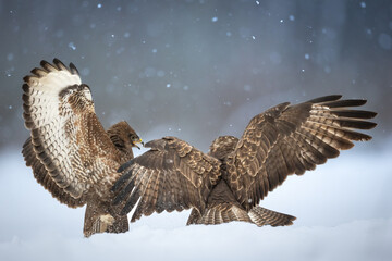 Common buzzard (Buteo buteo) in flying, fighting buzzards in natural habitat, hawk bird on the ground, predatory bird close up hunting time winter frosty day with snow
