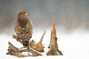 Common buzzard (Buteo buteo) in flying, fighting buzzards in natural habitat, hawk bird on the...