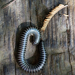 Julida - mille-pattes - iules, 