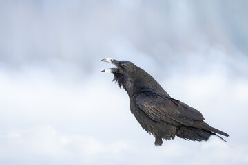 A beautiful raven (Corvus corax) sitting on the snow, winter time North Poland Europe