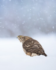 Birds of prey Goshawk Accipiter gentilis juvenile bird hunting time Poland Europe bird sitting on the ground in snow winter frosty day