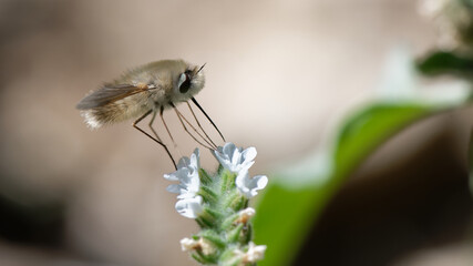 grand bombyle - Bombylius major, 