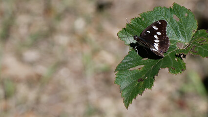 Sylvain azuré - Limenitis reducta