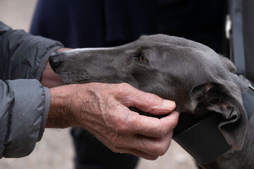 Stroking a greyhound on the head with both older and lived hands. Positive human emotions, feelings