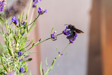 violet carpenter bee on lavender