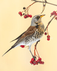 A fieldfare, Turdus pilaris, bird eating berries on a hawthorn bush during Autumn season