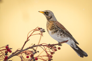A fieldfare, Turdus pilaris, bird eating berries on a hawthorn bush during Autumn season