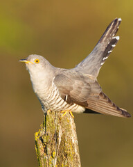 Cuckoo, Cuculus canorus, single bird - male on green background