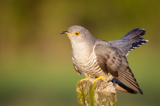 Cuckoo, Cuculus canorus, single bird - male on green background