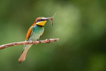 European Bee-Eater (Merops apiaster) perched on Branch near Breeding Colony. Wildlife scene of Nature in Northern Poland - Europe