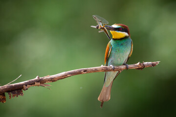 European Bee-Eater (Merops apiaster) perched on Branch near Breeding Colony. Wildlife scene of Nature in Northern Poland - Europe