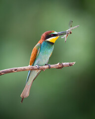 European Bee-Eater (Merops apiaster) perched on Branch near Breeding Colony. Wildlife scene of Nature in Northern Poland - Europe