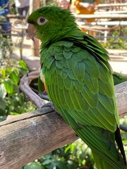 blue and yellow macaw