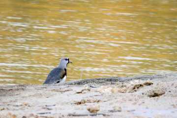 Lindo Quero-quero passeando nas margens da represa da várzea das flores em Contagem, Minas Gerais, Brasil.
