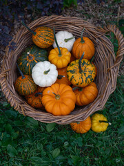 Vegetables pumpkins decorative mix for holiday Halloween  in a basket on grass top view - 532478965