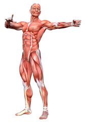 3D Rendering Male Anatomy Figure on White