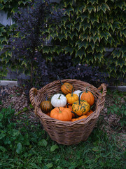 Basket of decorative pumpkins seasonal autumn vegetables  on garden background - 532479144