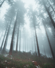 Obraz premium Winter in czech mountains called Beskydy. Wonderful frozen landscape with ice and snow. Moody days in forest are always a blessing for our soul. Adventure and hike.