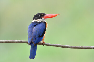 back view of blue wings red beaks and black head bird perching on wooden branch in nature