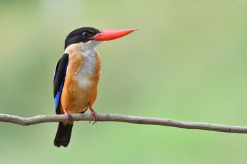 large red beaks with black head and brown belly perching on thin wooden branch expose to bright blur green background, black-capped kingfisher