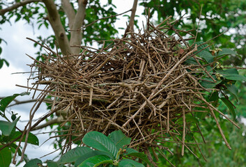Pequeno ninho de Jo&atilde;o-Garrancho. Esse habilidoso marceneiro constr&oacute;i seus grandes ninhos de gravetos pendurados nas &aacute;rvores, esse visto no bairro Jardim das Oliveiras, zona rural de Esmeraldas, Minas 