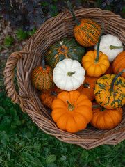 Decorative pumpkins mix for holiday Halloween and home autumn decor in a basket on garden background closeup top view - 532479748